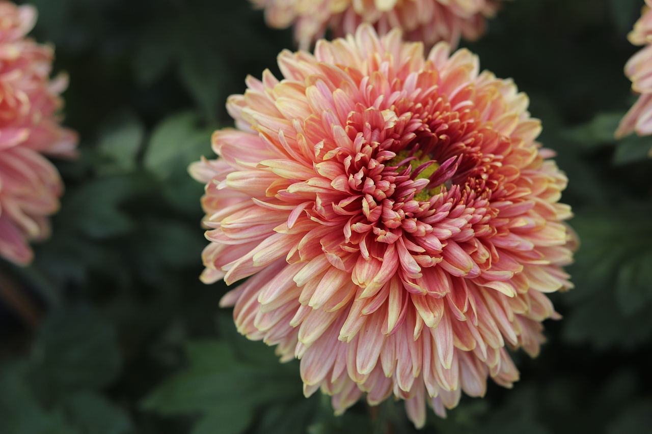 2018年深圳菊花展