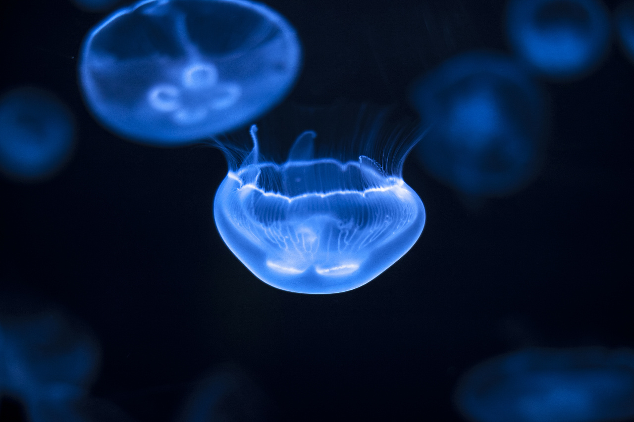jellyfish
