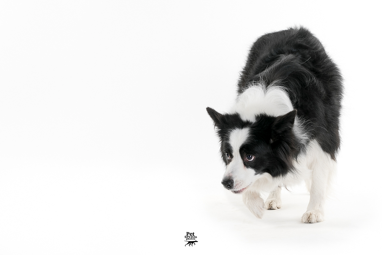 边牧专业户（图ZNzY0NzA1Njg=） - 宠物摄影 - 站酷设计师spyzoo原创素材 - 站酷ZCOOL