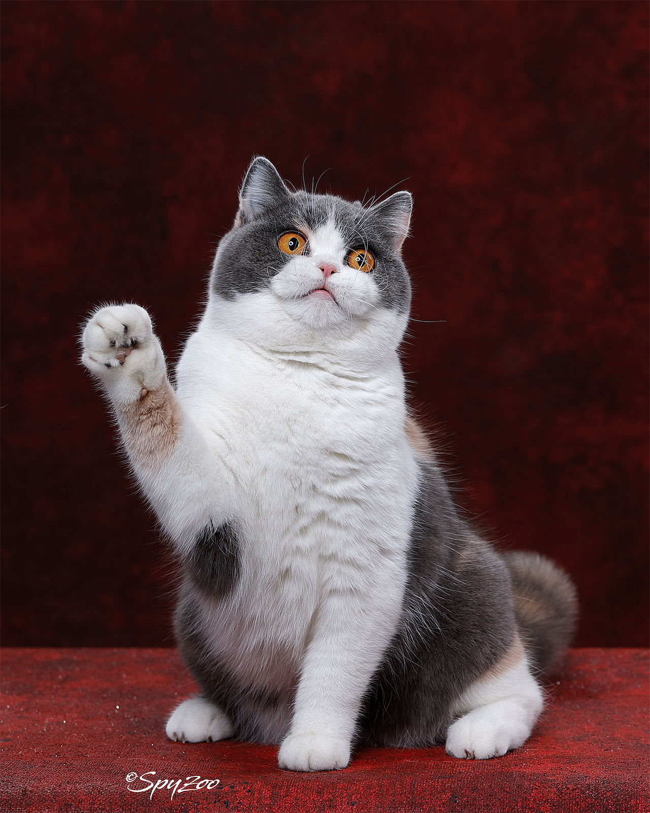 從聖誕拍到春節一個月中的貓賽拍攝（图ZMTkzODE5Mjgw） - 宠物摄影 - 站酷设计师spyzoo原创素材 - 站酷ZCOOL