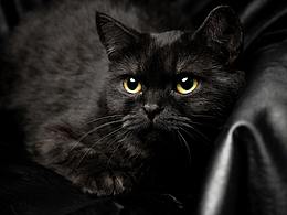 黑猫