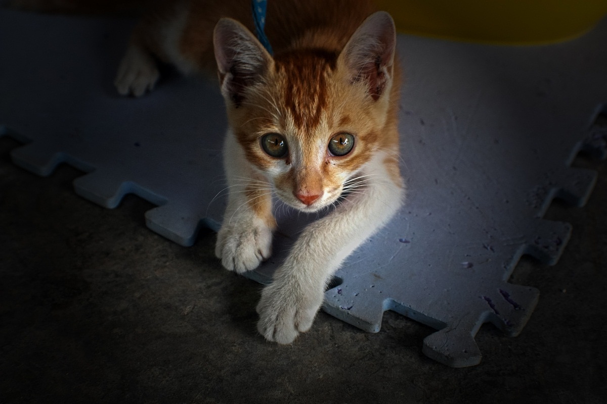 小黄猫（图ZMjQ2OTYzODQ=） - 宠物摄影 - 站酷设计师ljc332原创素材 - 站酷ZCOOL