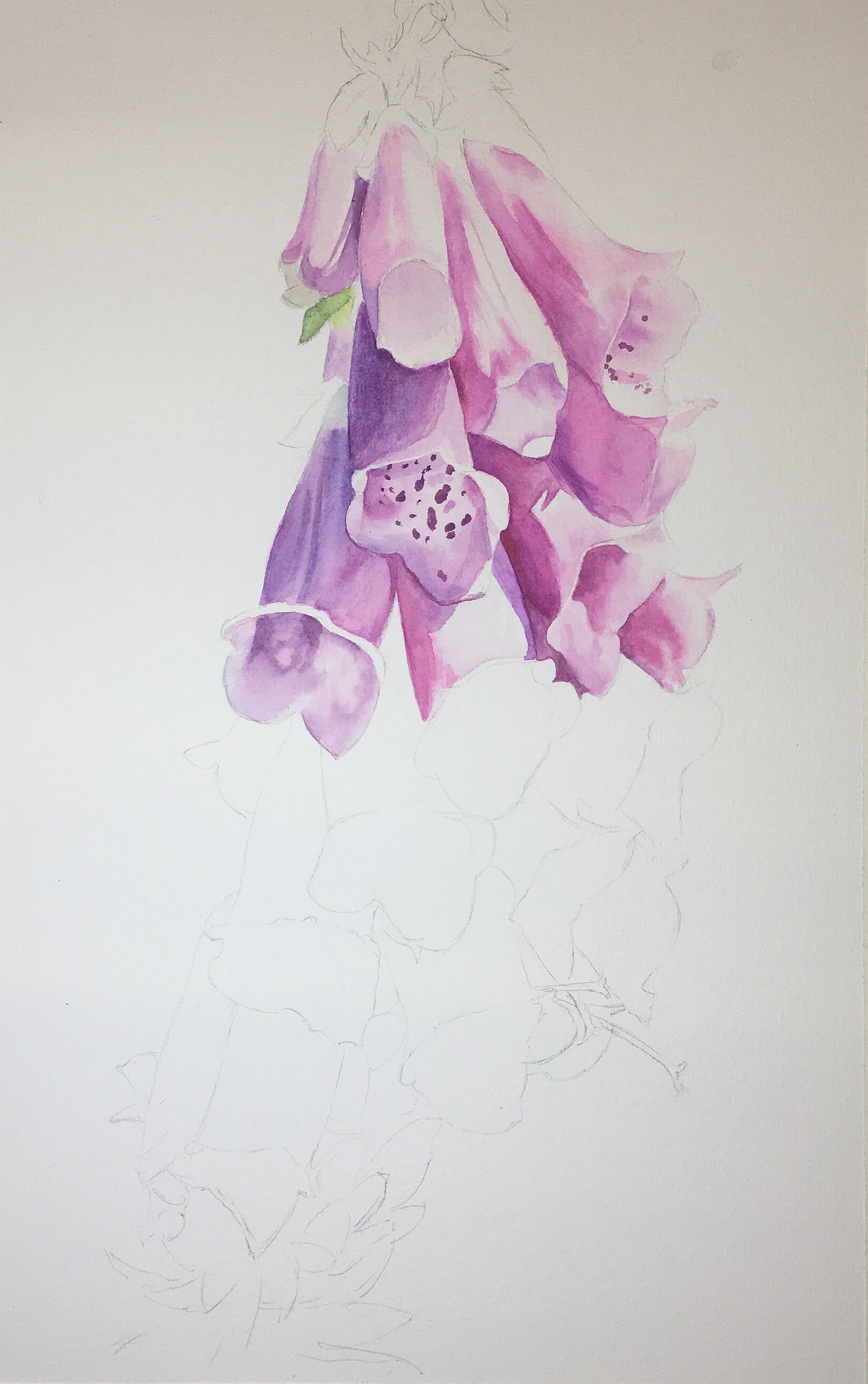 不知道这是什么花，觉得好看就画下来了，你们认识吗？（图ZMTMzMjQ3MzY4） - 绘画 - 站酷设计师路加水彩原创素材 - 站酷ZCOOL