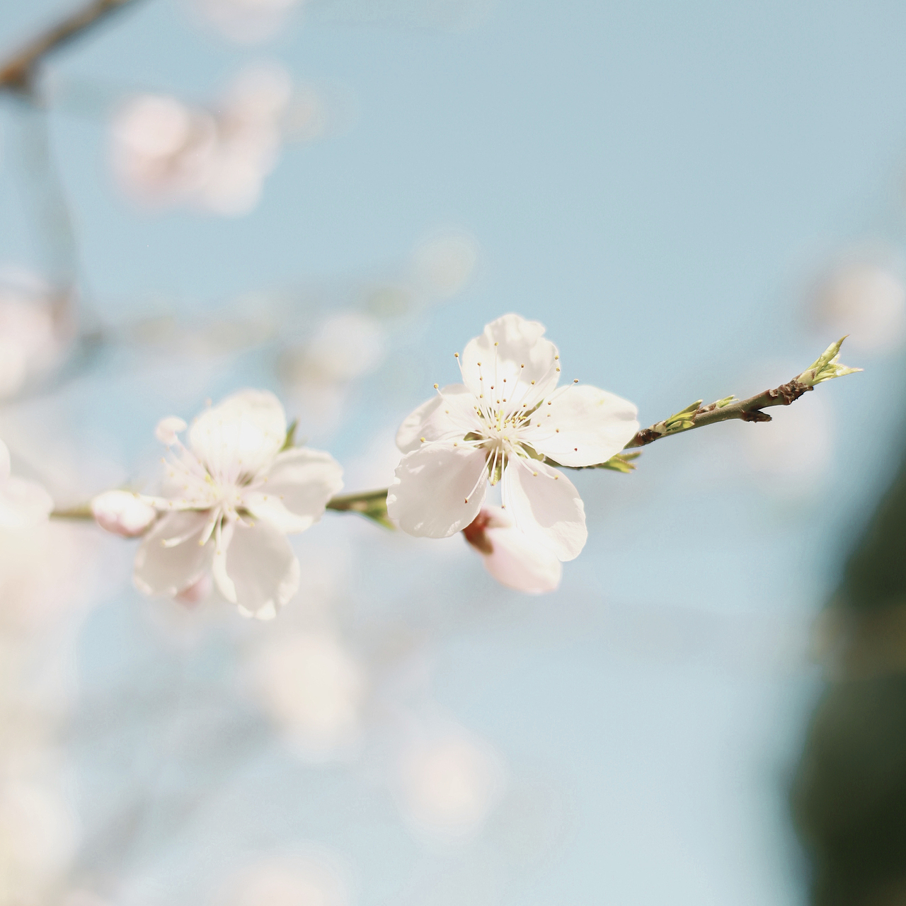 樱花七日 只争朝夕（图ZMjAxODU5NTI0） - 人像摄影 - 站酷设计师jayrongrong原创素材 - 站酷ZCOOL