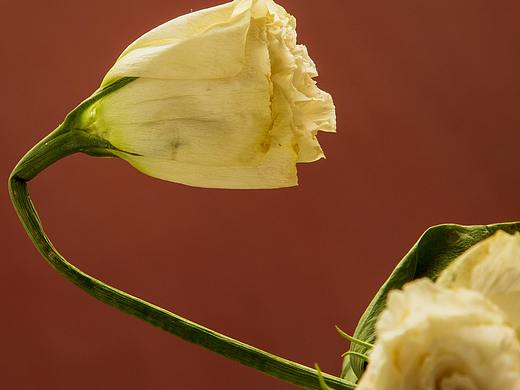 静物拍摄 | 花记