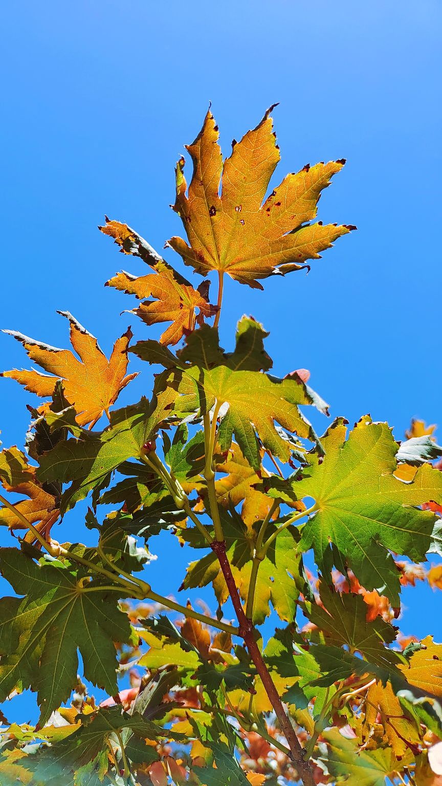 《火红金秋》-手机摄影