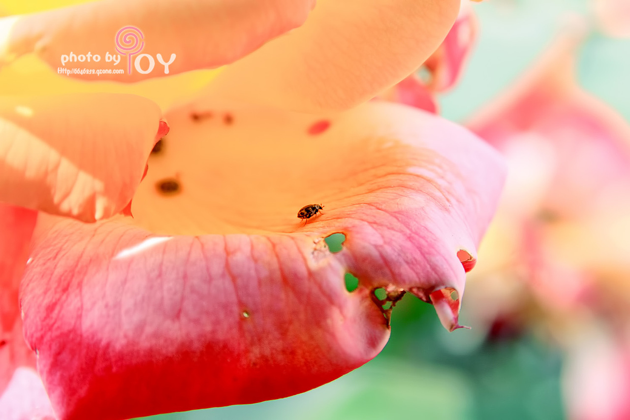 校花（图ZNTc4Mjg3Mg==） - 风光摄影 - 站酷设计师欧阳鹏杰_OY原创素材 - 站酷ZCOOL