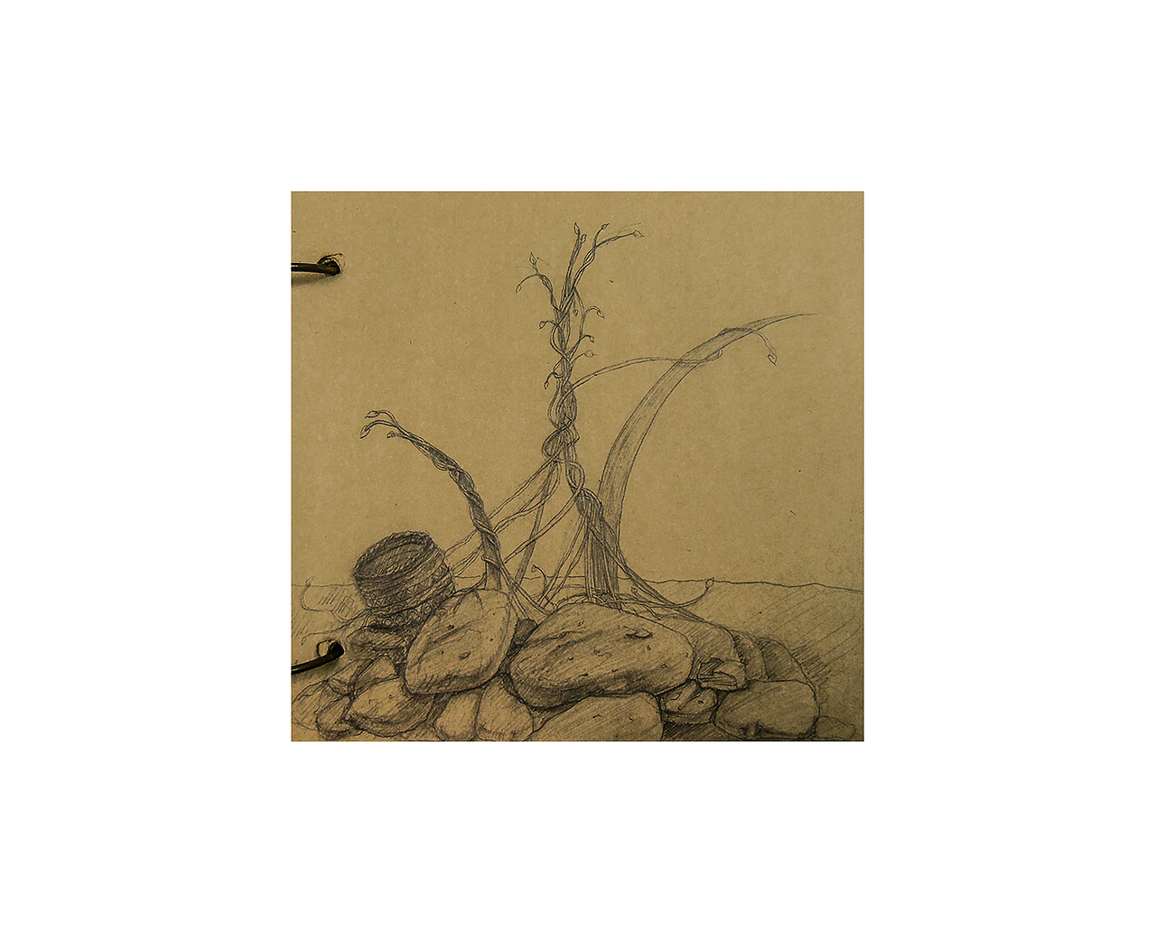 喜欢树滕之间的缠绕,每次看到,都会多看两眼,