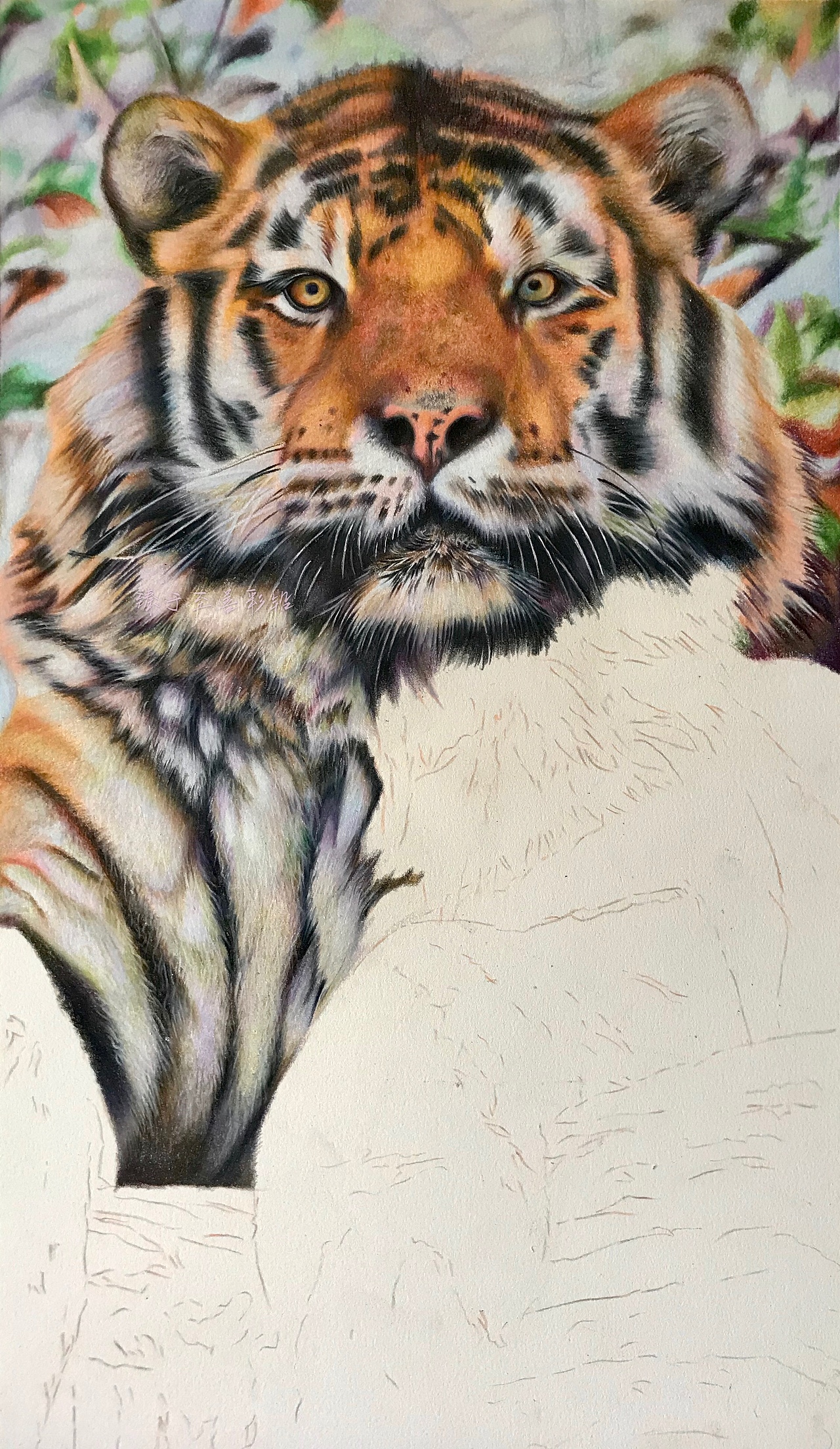 彩铅动物系列之东北虎2霹雳马偏写实风格