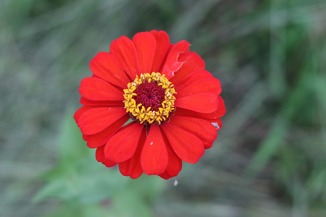 花海（图ZMTMzMjE0NzQ0） - 风光摄影 - 站酷设计师梦醒时分sr原创素材 - 站酷ZCOOL