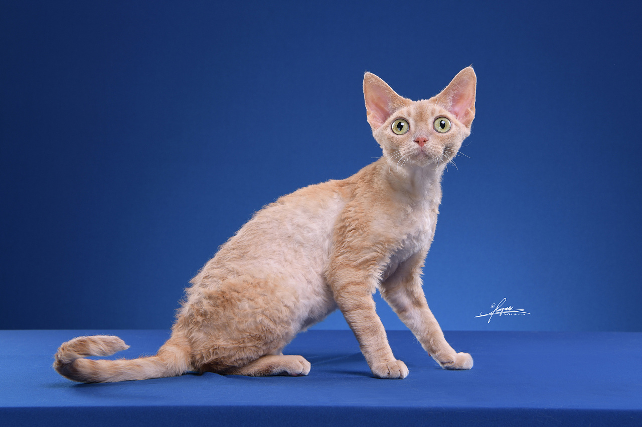 德文卷毛猫-amyworks探须视觉