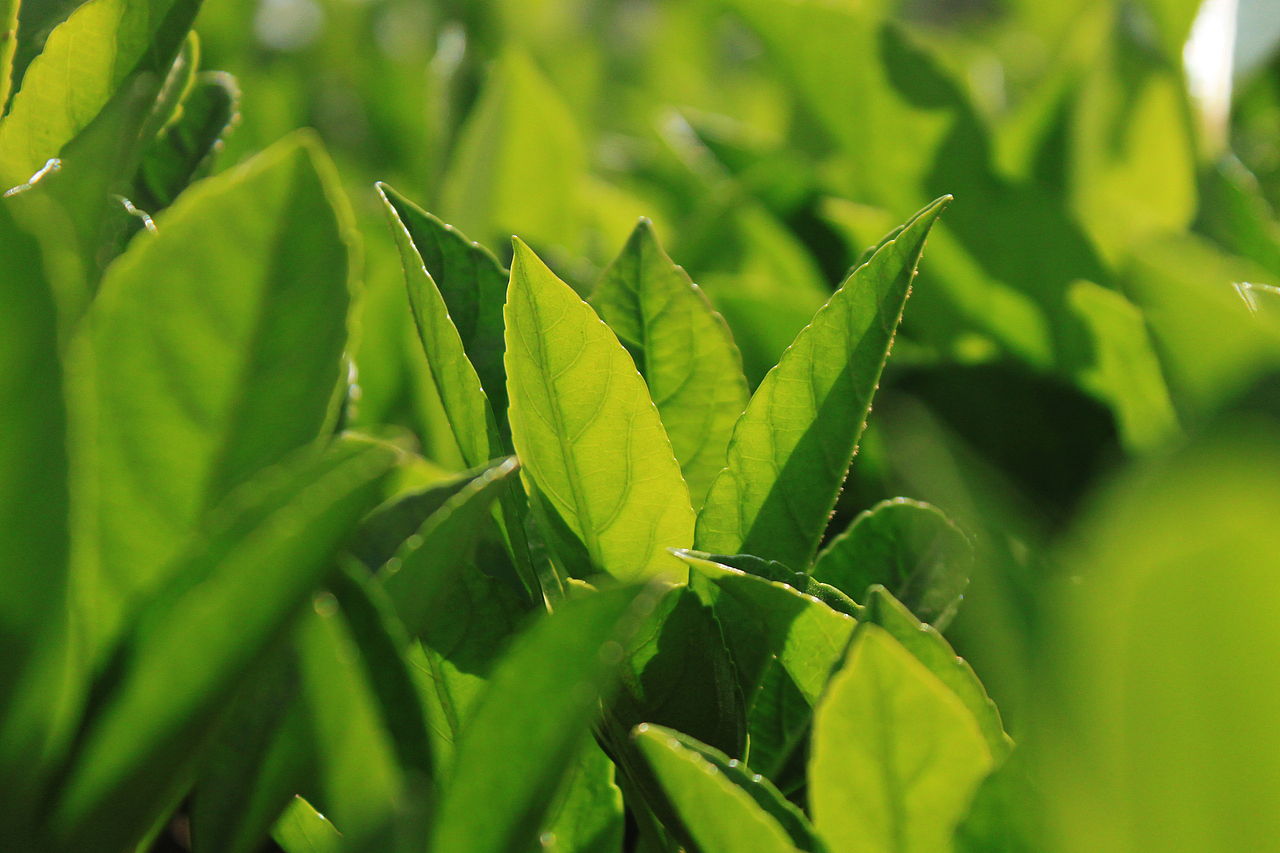 植物摄影（图ZMTM5OTczNDcy） - 产品摄影 - 站酷设计师姜有才原创素材 - 站酷ZCOOL