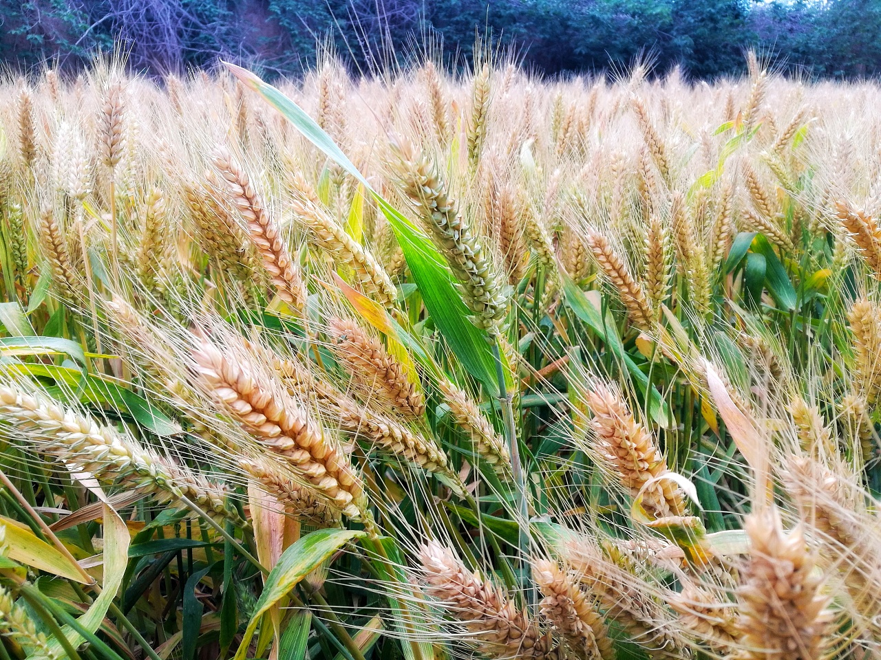 风吹麦浪|摄影|风光摄影|叶下洞庭 - 原创作品 - 站酷 (zcool)