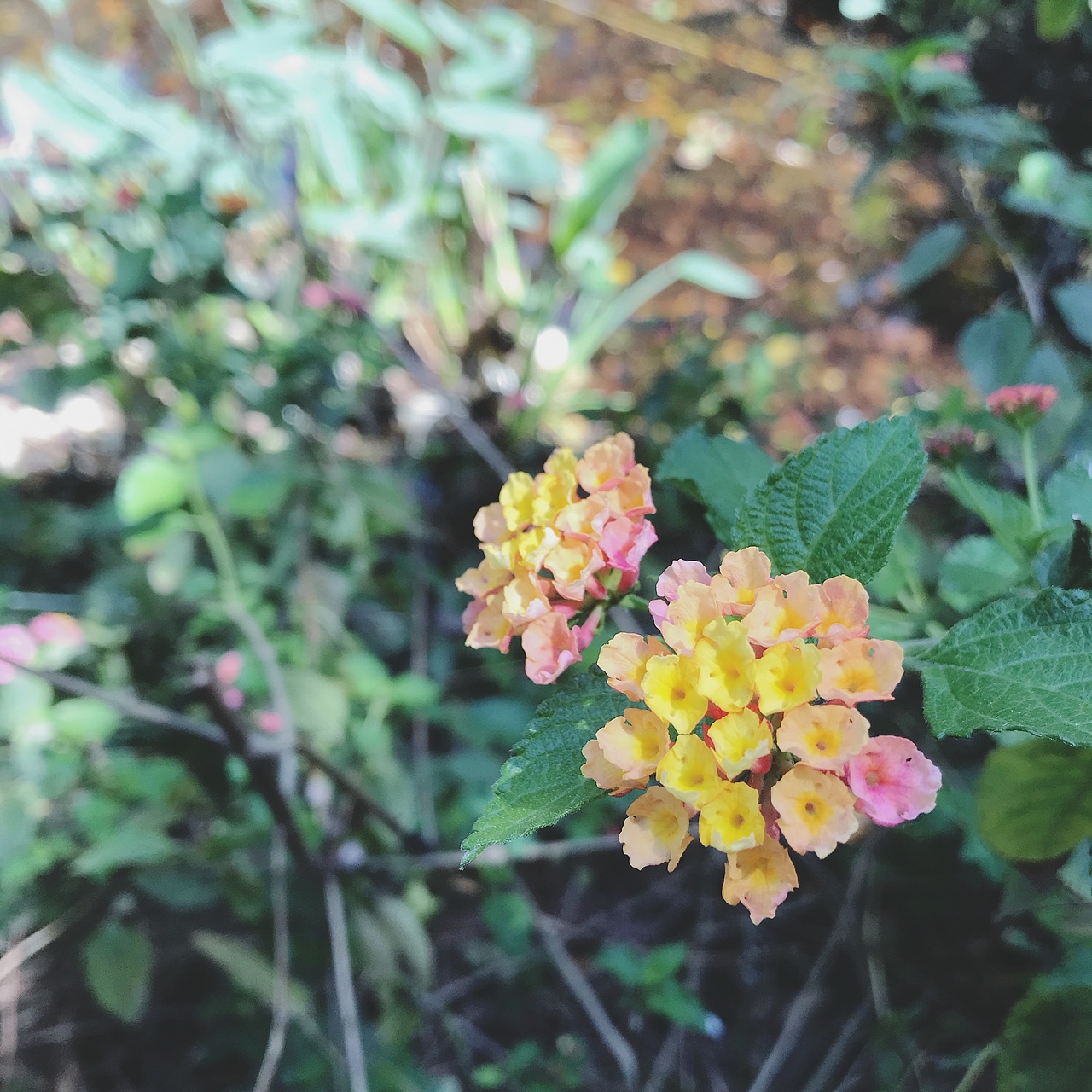 夏（图ZMjE1Mzk1MTY0） - 风光摄影 - 站酷设计师飞行滴窝窝头原创素材 - 站酷ZCOOL