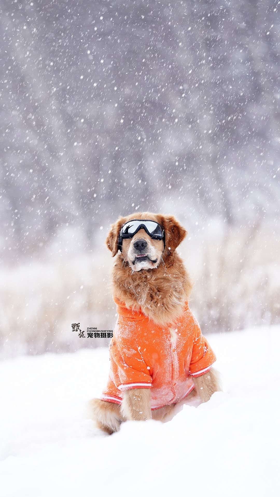 雪景（图ZMjM1MDY2NDA4） - 其他摄影 - 站酷设计师宠物摄影师甄妮原创素材 - 站酷ZCOOL