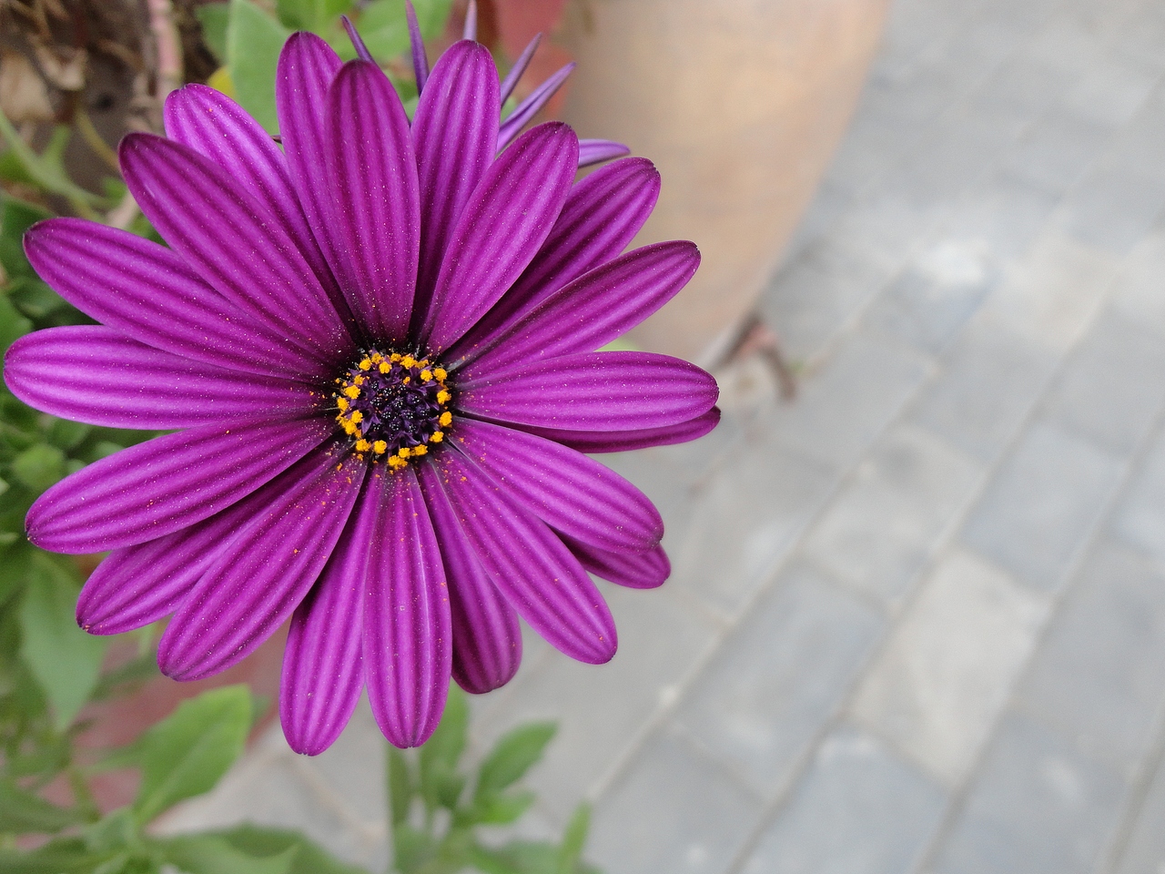 开到荼蘼的不只是青春