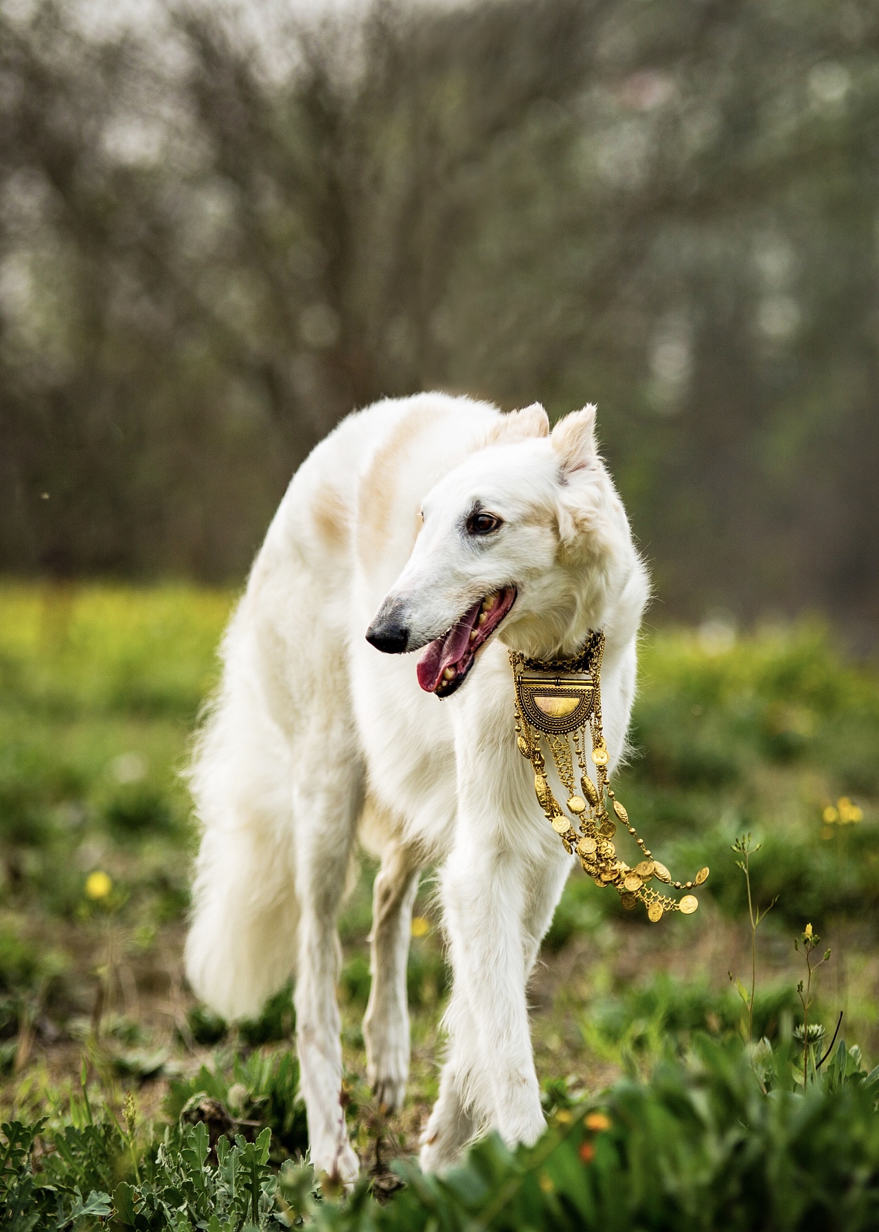 其实它是猎狼犬