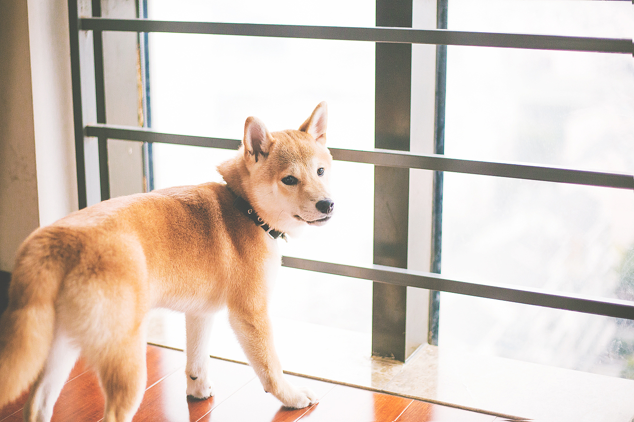 一只有脾气的桀骜不驯的柴