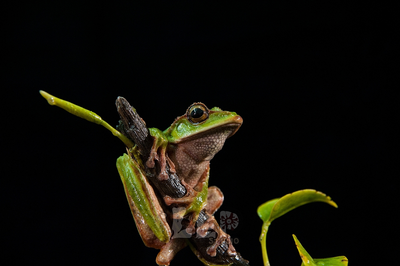 翡翠树蛙 涂装完成~~（图ZNjkyMzY0MzI=） - 手办/模玩 - 站酷设计师离谱哥哥原创素材 - 站酷ZCOOL