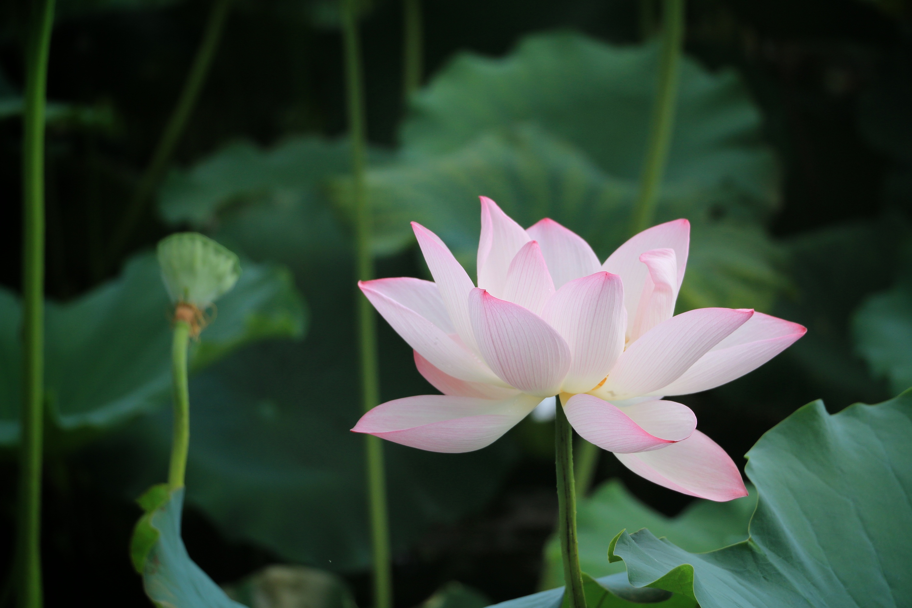 荷花|摄影|风光|ahahd - 原创作品 - 站酷 (zcool)