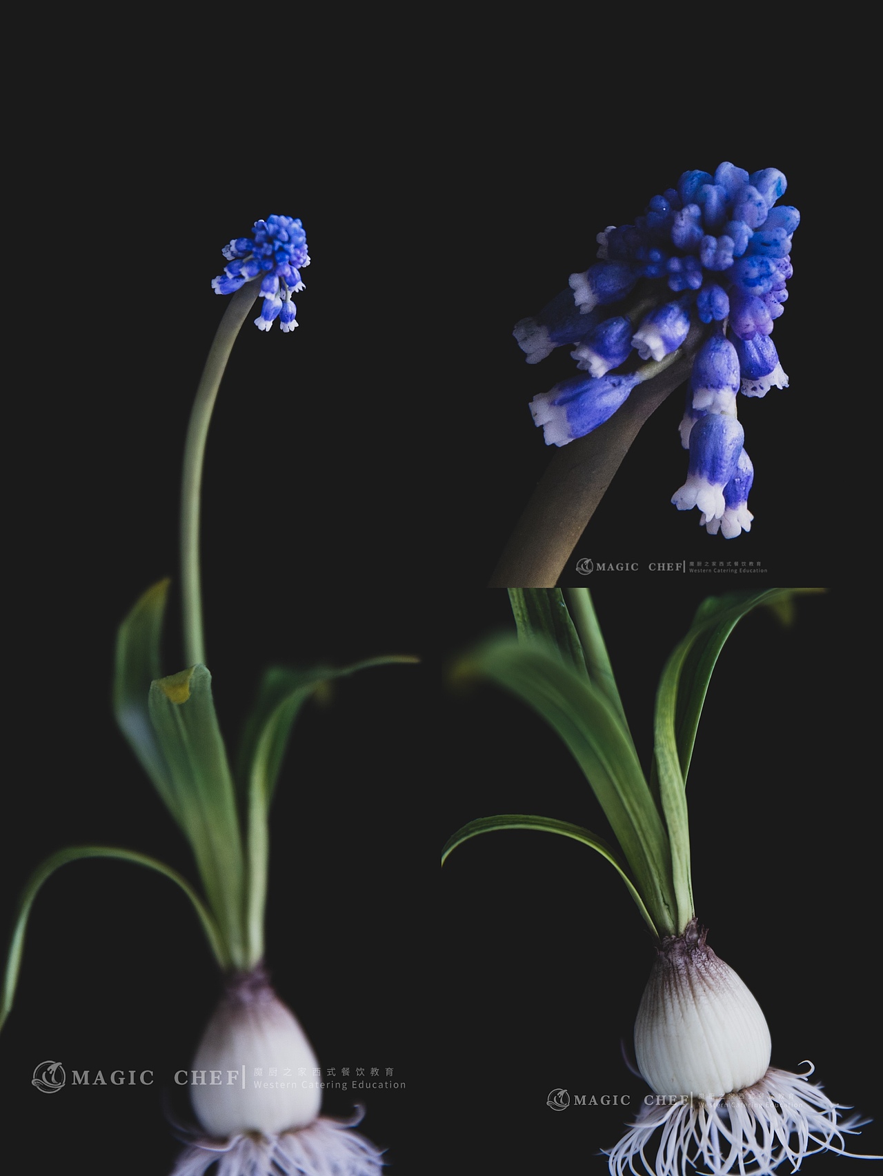 粘土手作花卉拍摄暗色系静物花卉拍摄花艺拍照花朵拍照（图ZMzAyMjI1MDky） - 美食摄影 - 站酷设计师MOON大静原创素材 - 站酷ZCOOL