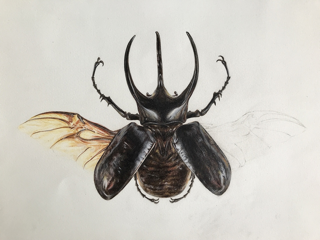 彩铅练习·南洋大兜虫（图ZMjAwMzI5NzMy） - 绘画 - 站酷设计师一兮手绘原创素材 - 站酷ZCOOL