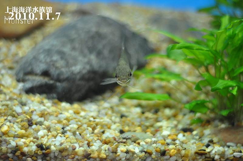 上海海洋水族馆（图ZMzQ1MTMwMA==） - 人文/纪实摄影 - 站酷设计师pchmonster原创素材 - 站酷ZCOOL