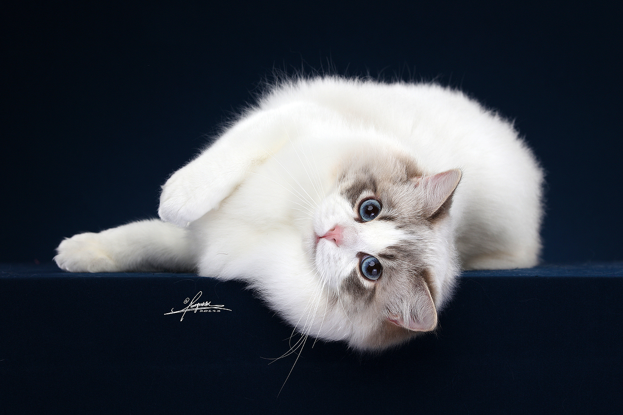 布偶猫amyworks拍摄于北京