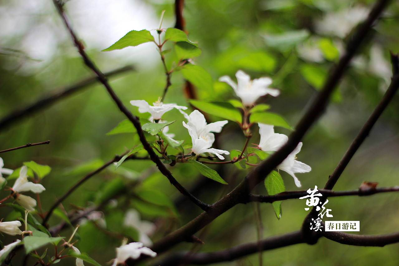 黃花溪·春日游記（圖ZMTU2NDcxODg=） - 風(fēng)光攝影 - 站酷設(shè)計師羽驚林原創(chuàng)素材 - 站酷ZCOOL