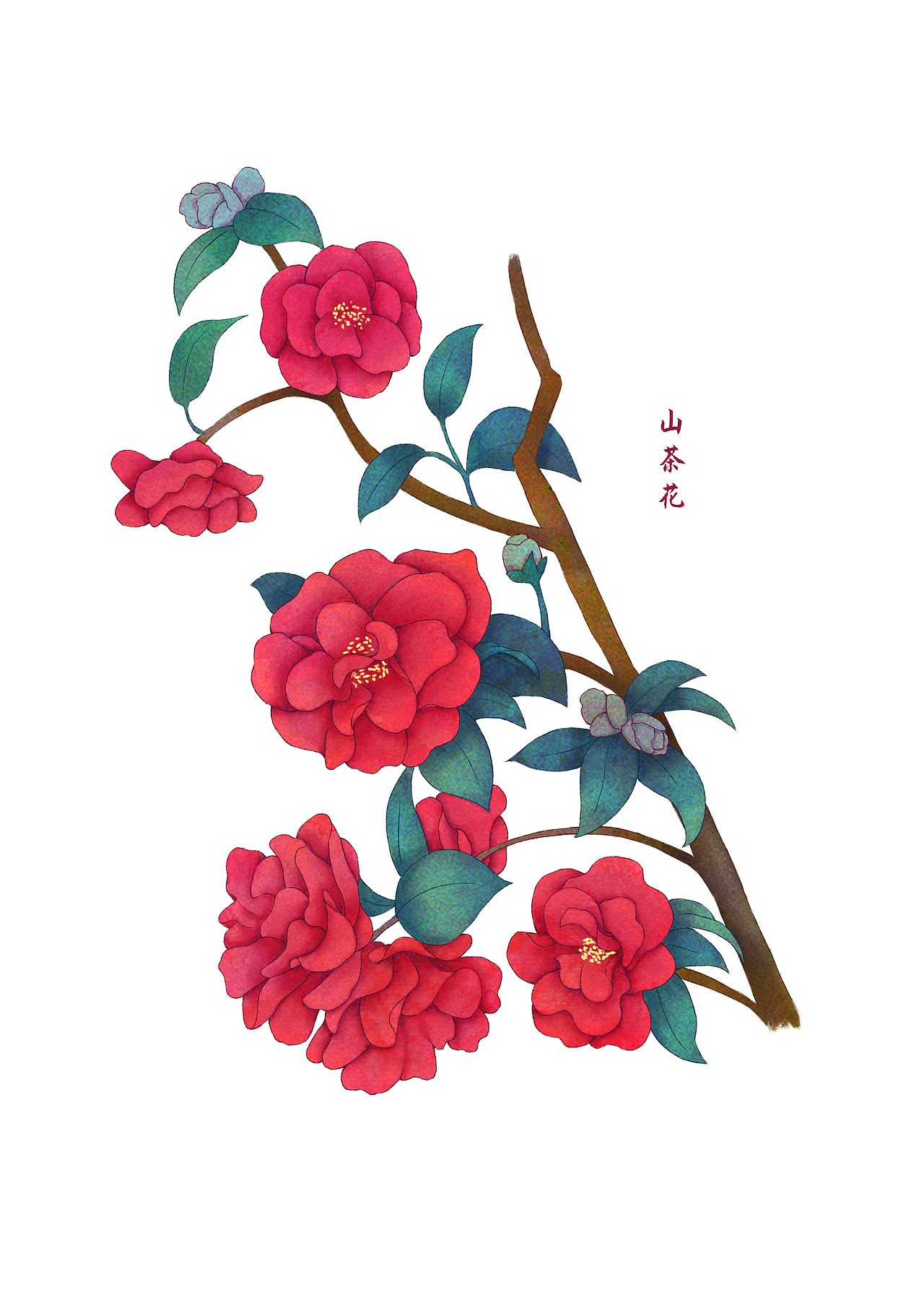 花卉植物练习——山茶花（图ZMjAwMzExMTEy） - 创作习作 - 站酷设计师春风一叶舟原创素材 - 站酷ZCOOL