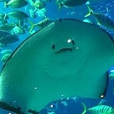 圈圈没灵感的头像