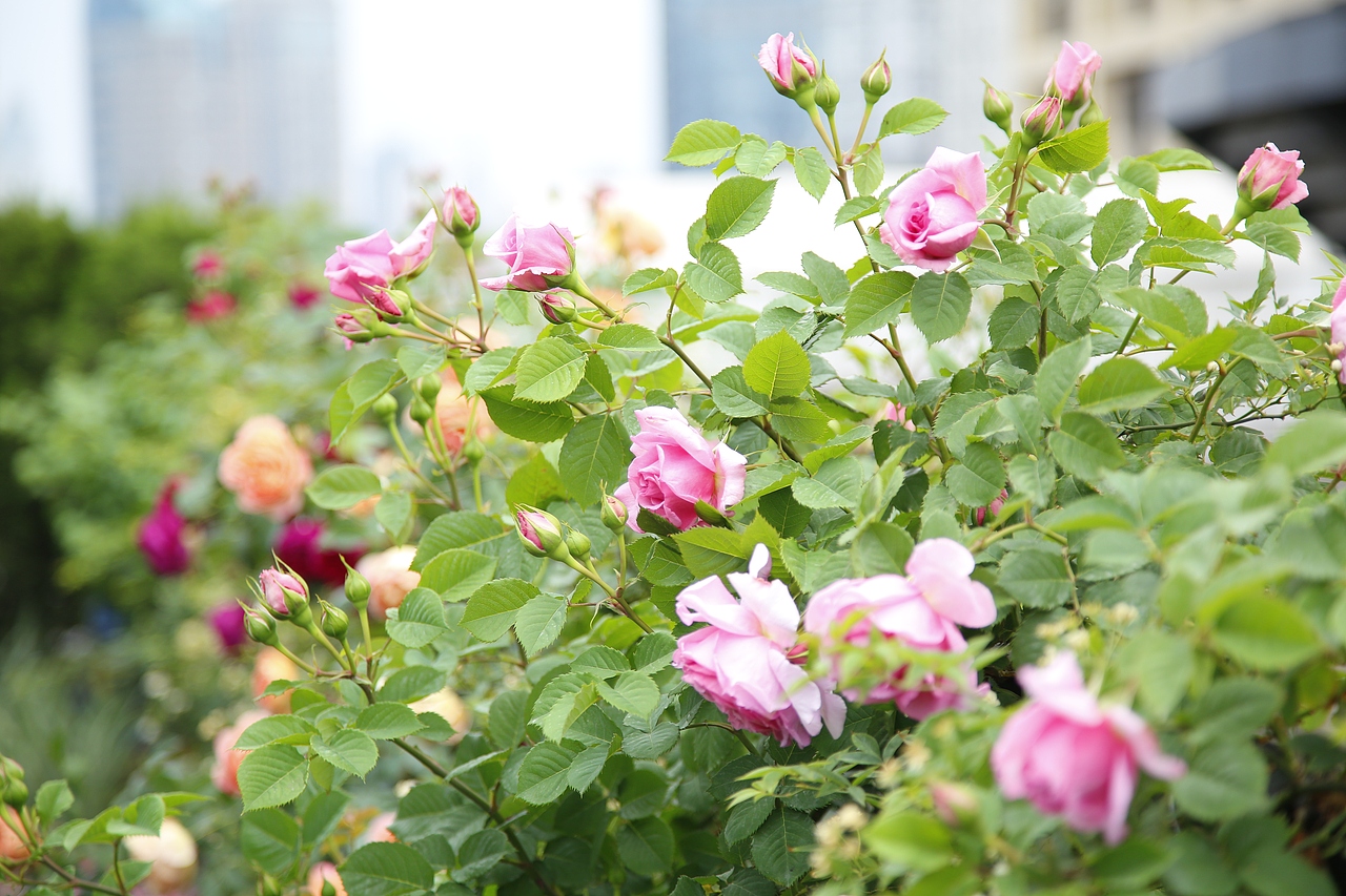 花至花园内的月季花