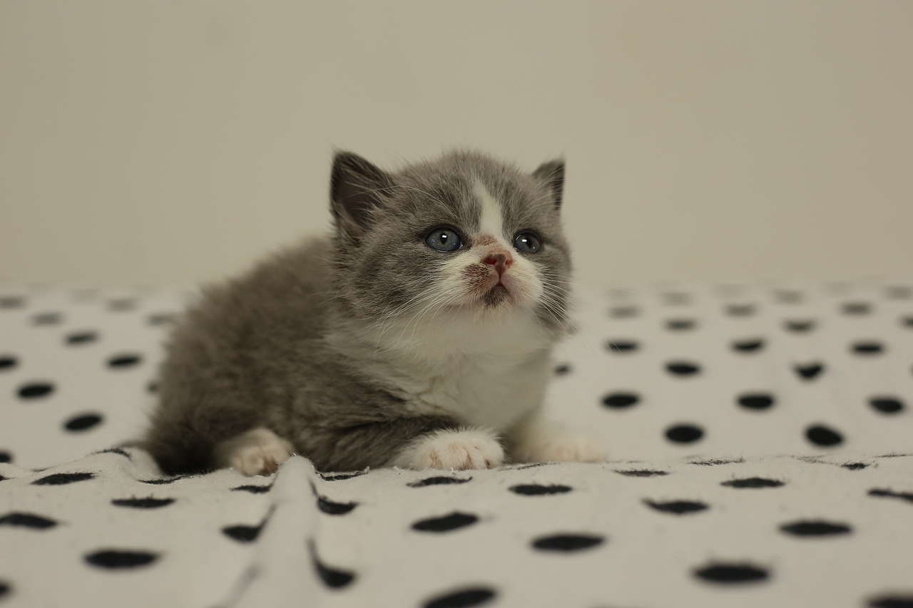 0701英短蓝白公正八英国短毛双血统专业猫舍