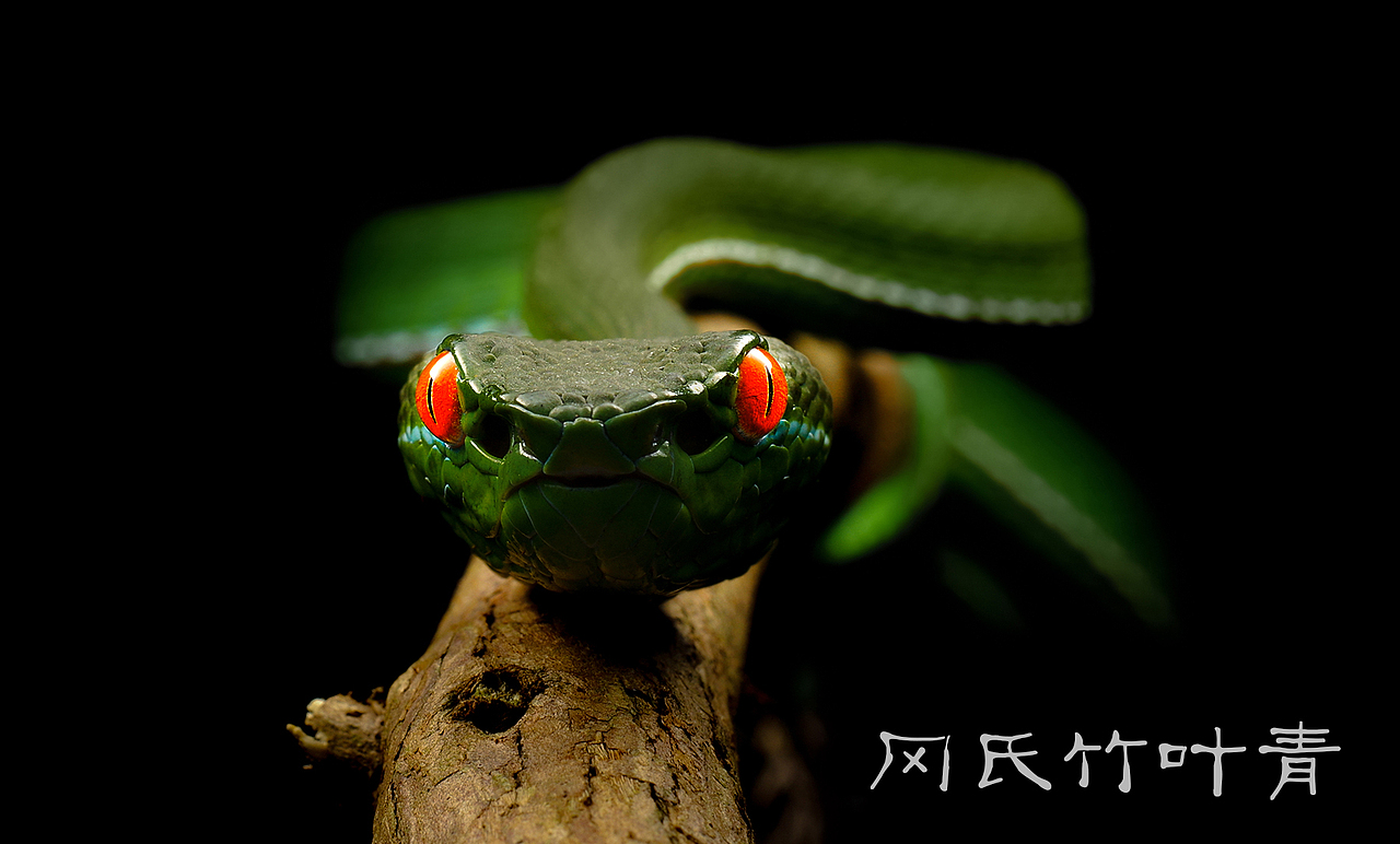 生态摄影片【各种毒物】带你近距离欣赏（图ZNTYwMzQxNzY=） - 风光摄影 - 站酷设计师瓜哥微距摄影原创素材 - 站酷ZCOOL