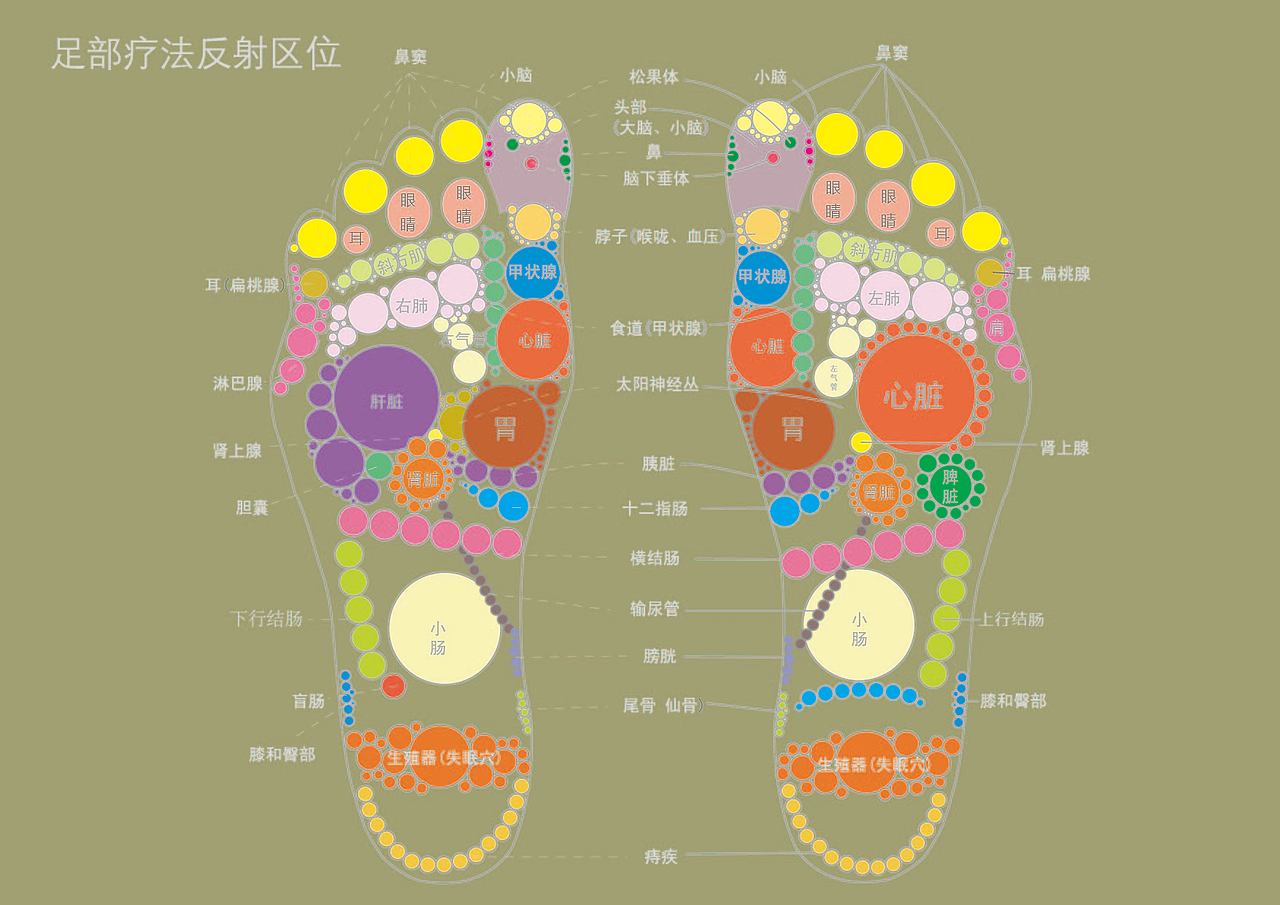 信息可视化足底反射区