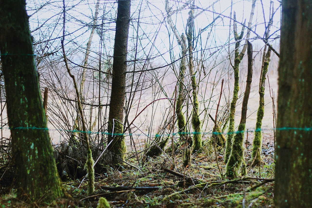 春節(jié)重慶游（圖ZMTE2MTAzODY4） - 風(fēng)光攝影 - 站酷設(shè)計師大大大寫C原創(chuàng)素材 - 站酷ZCOOL