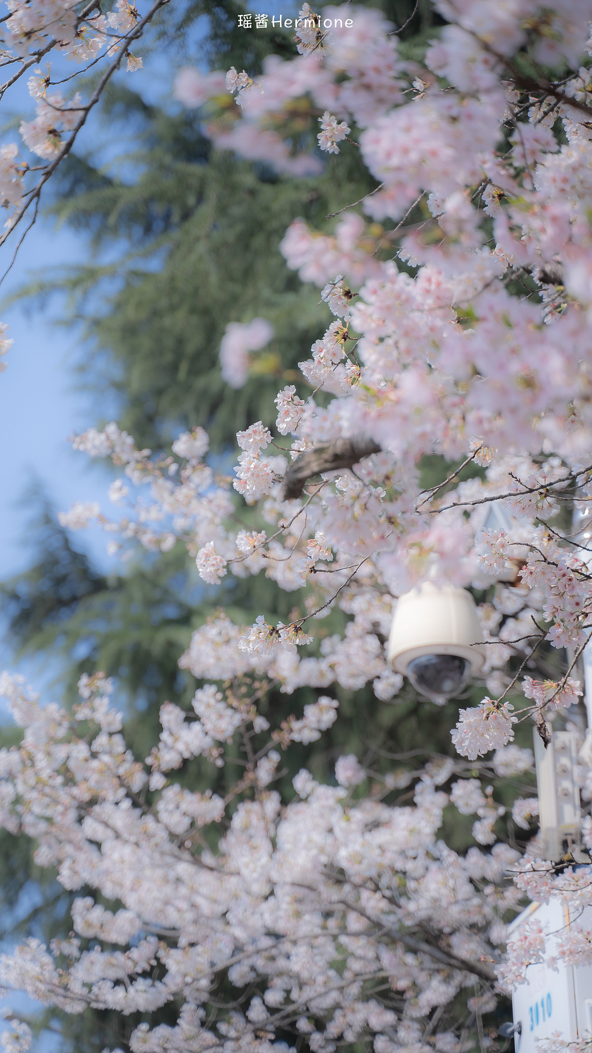 没有一个春天不会到来 | 时隔一年，武大樱花如约而至（图ZMjQ3MzgwNDY4） - 人文/纪实摄影 - 站酷设计师瑶酱Hermione原创素材 - 站酷ZCOOL