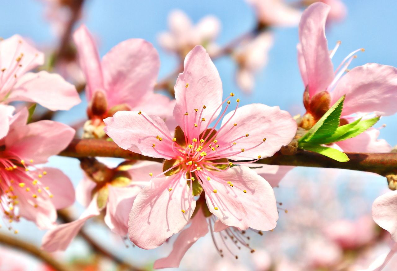 春色桃花（图ZMjk5MDc2NDYw） - 风光摄影 - 站酷设计师mint123原创素材 - 站酷ZCOOL