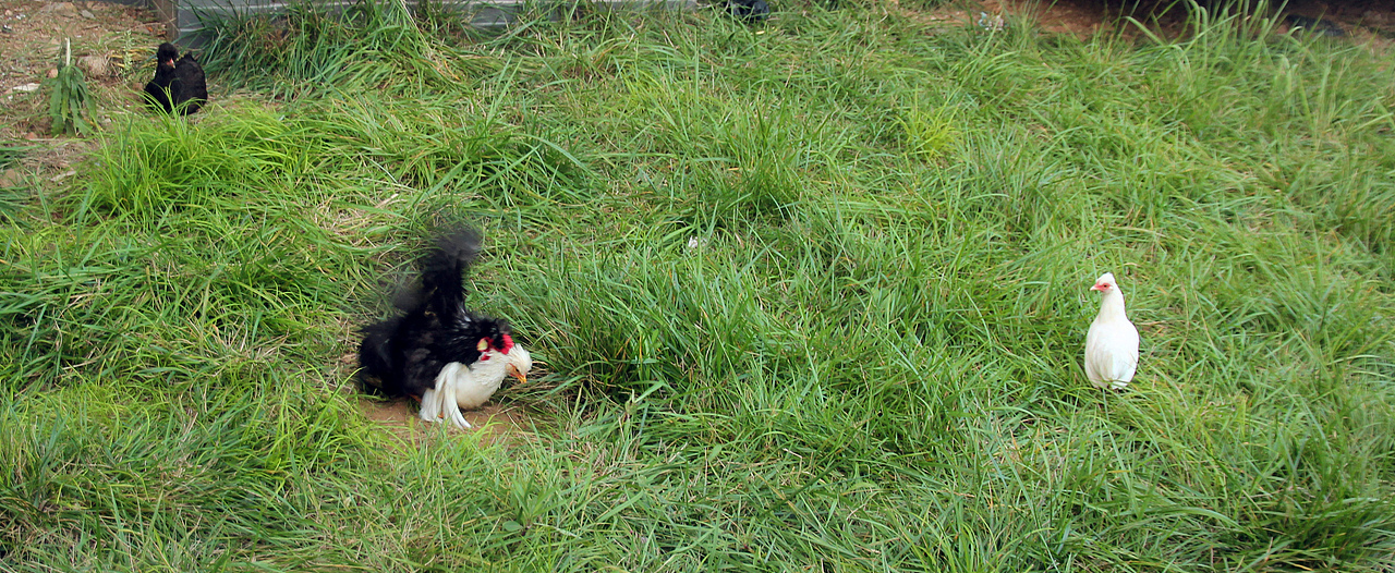 五德禽（圖ZMTA1MjA3Mjg0） - 寵物攝影 - 站酷設(shè)計(jì)師風(fēng)陵師太原創(chuàng)素材 - 站酷ZCOOL