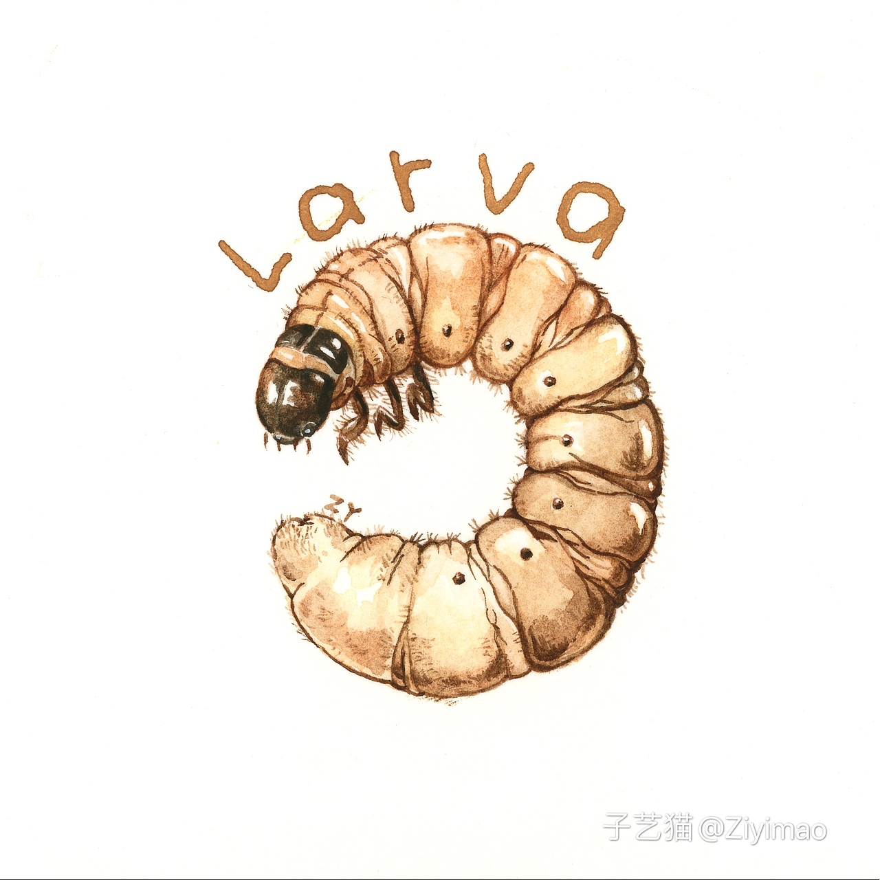 水彩-IELTS词汇书插图（图ZMTk1NDI0OTcy） - 商业插画 - 站酷设计师子艺猫原创素材 - 站酷ZCOOL