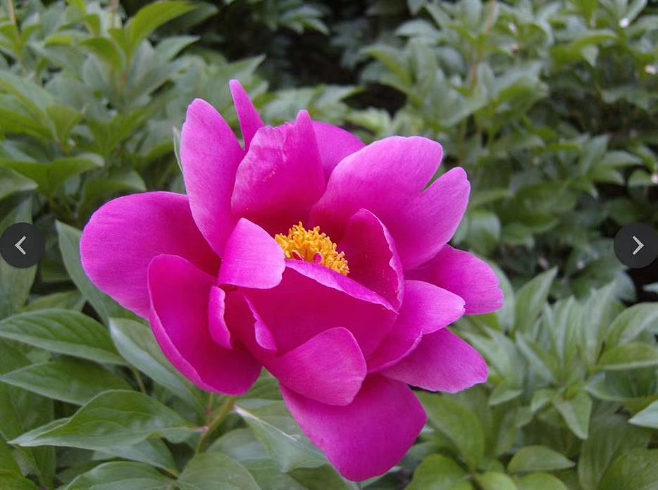 #手绘花草植物#。芍药花
