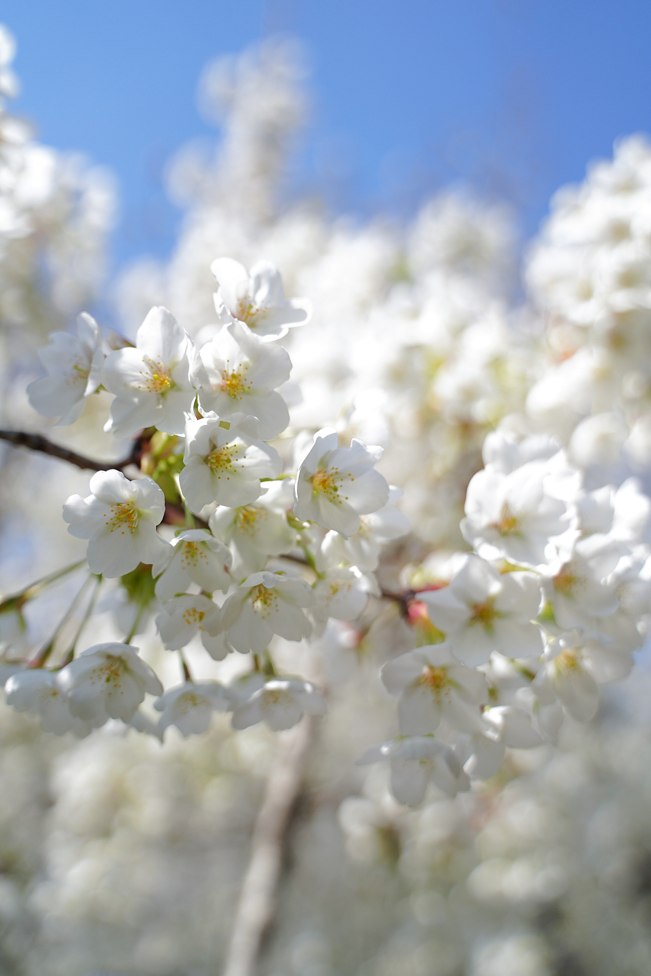 春光灿烂无限好