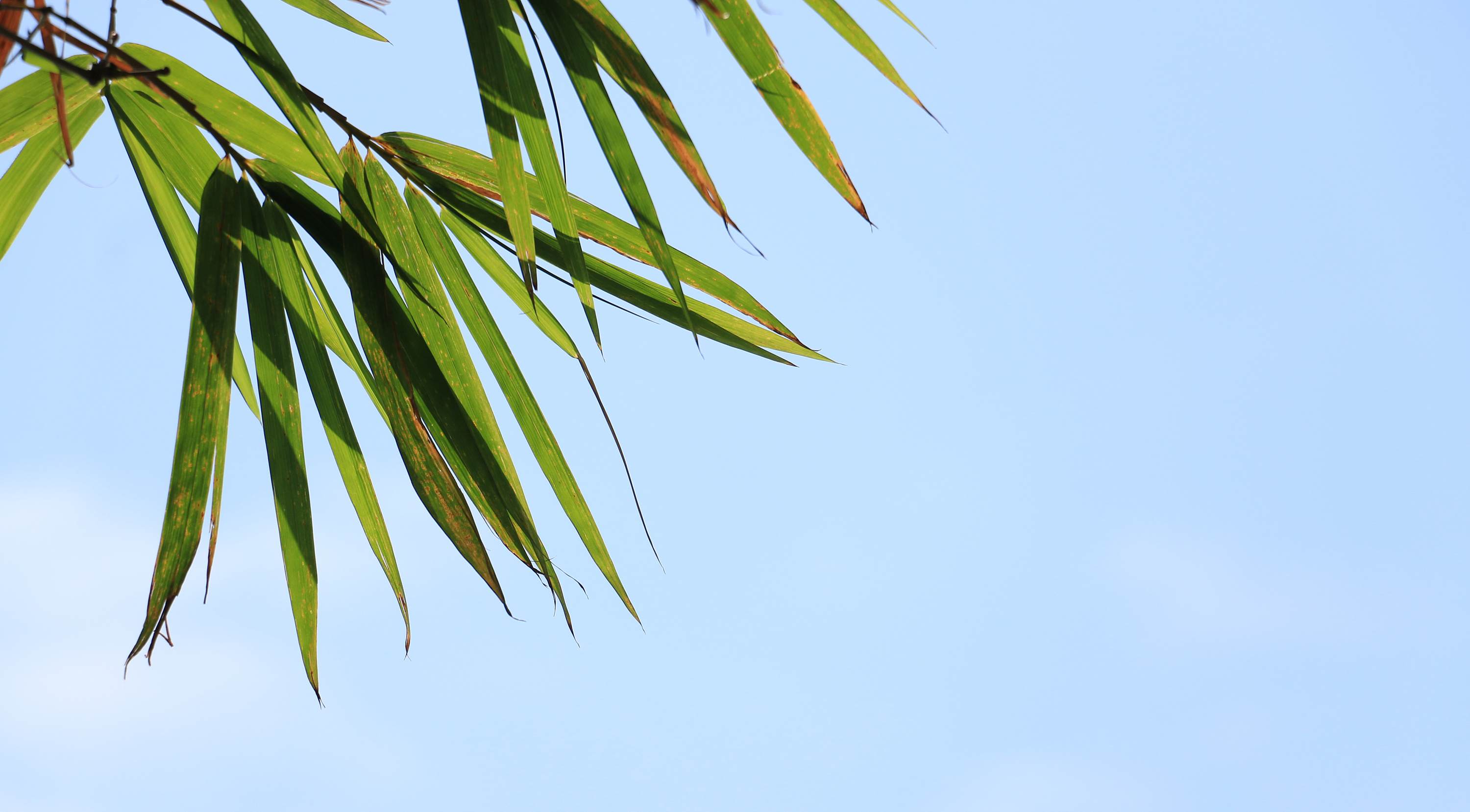 压尽人间竹叶青