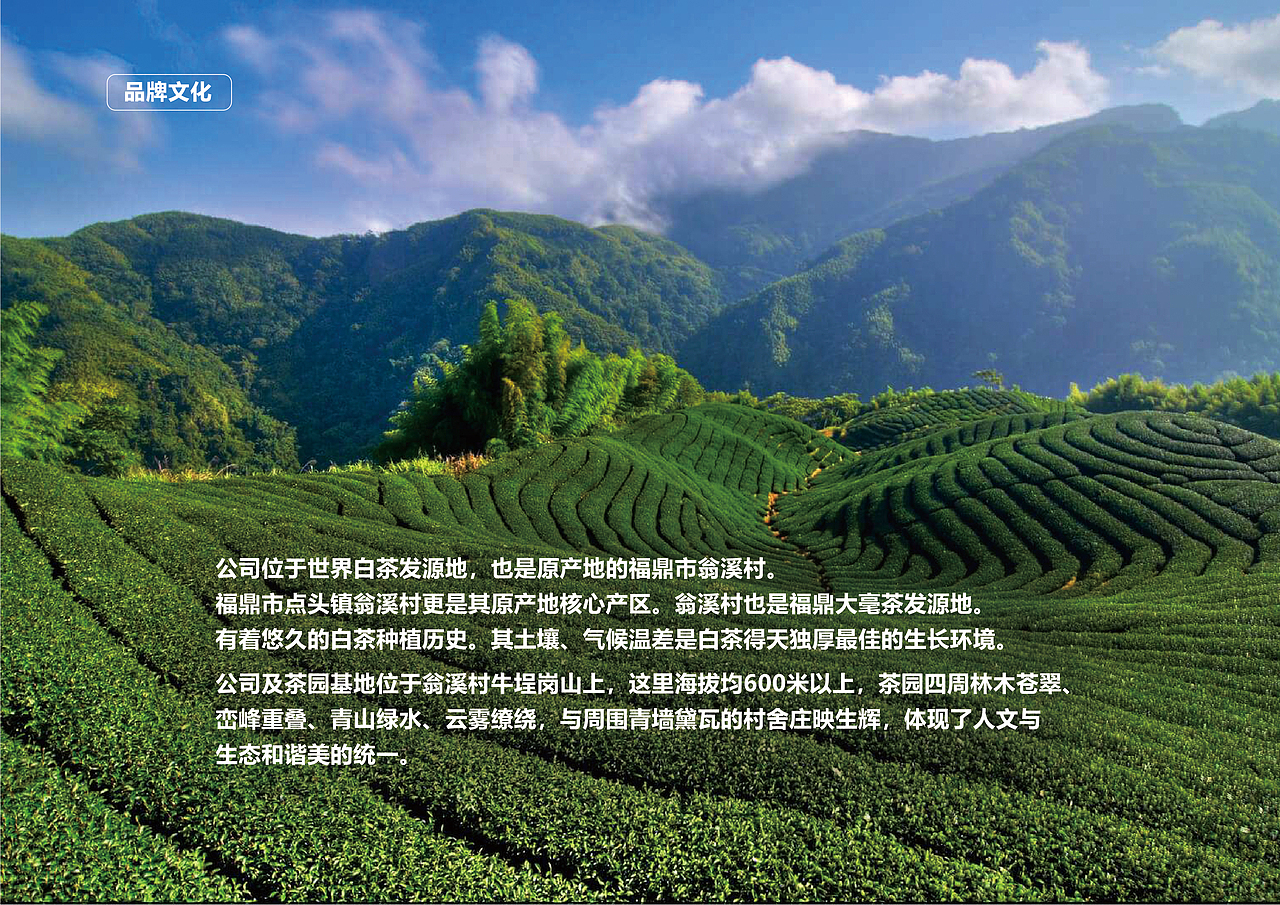 鼎首白茶品牌全案