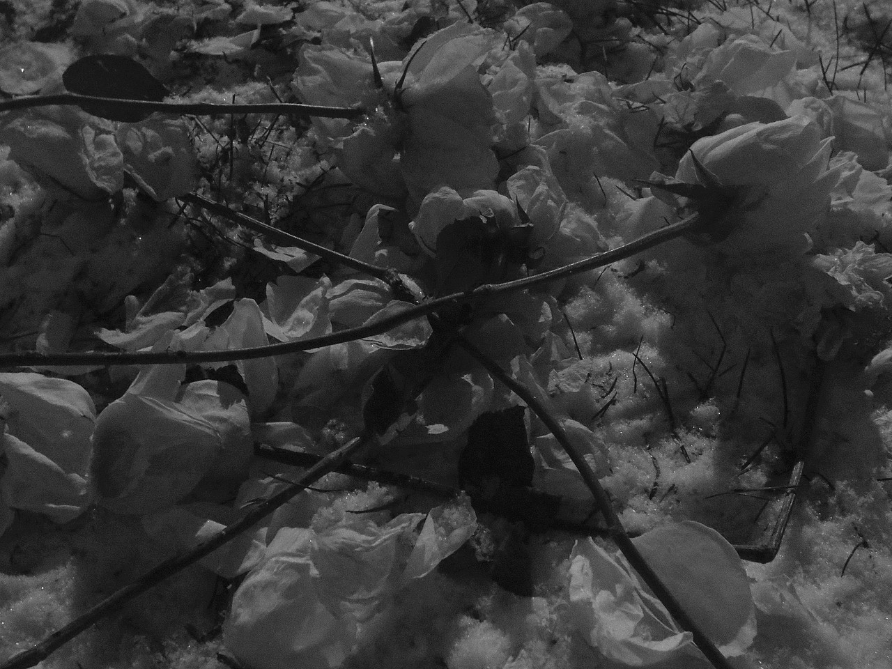 被遗弃的玫瑰第二弹(黑白)