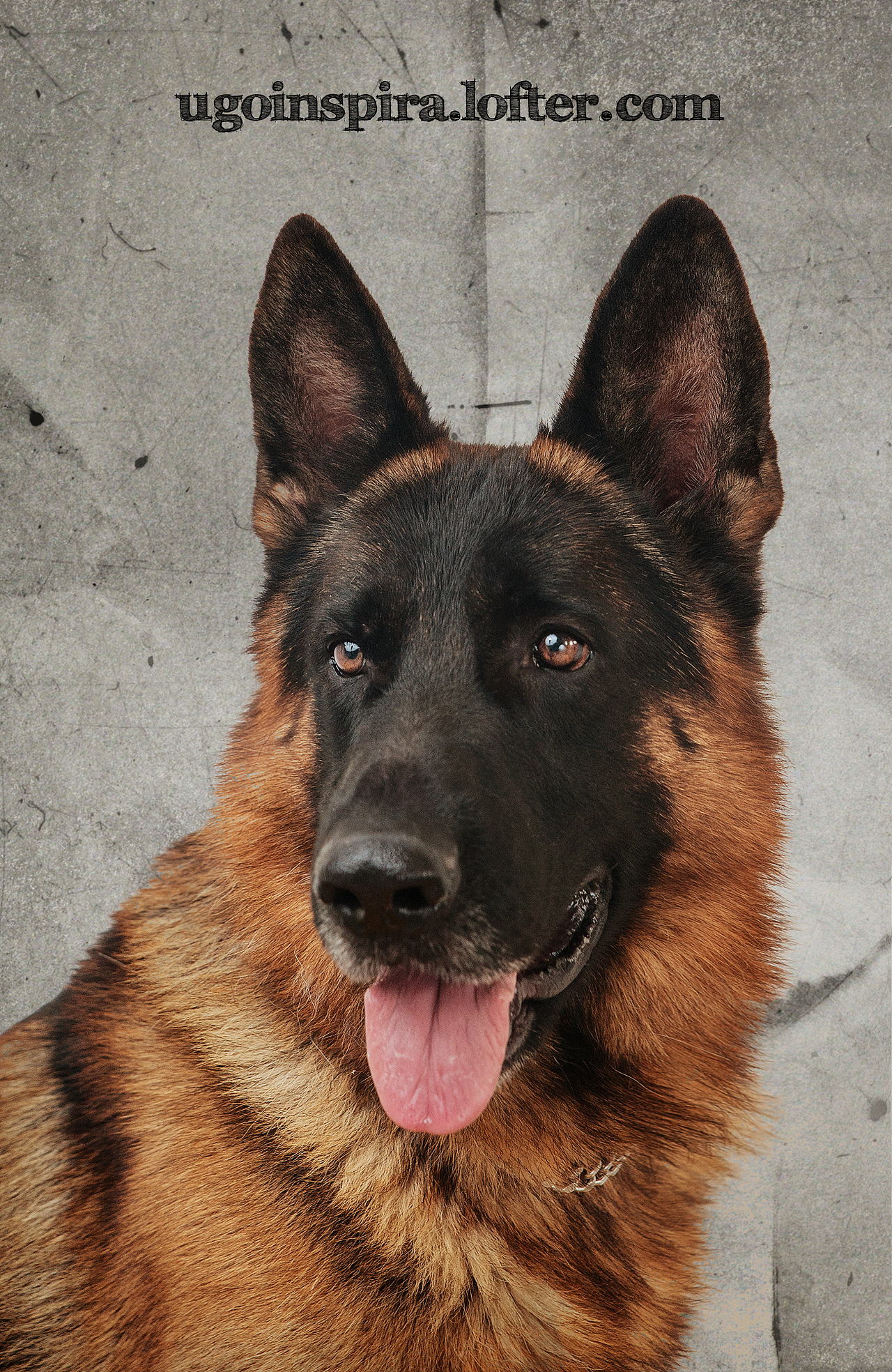 我猜我们见过面.恩?【动物摄影师何某某个人作品2】