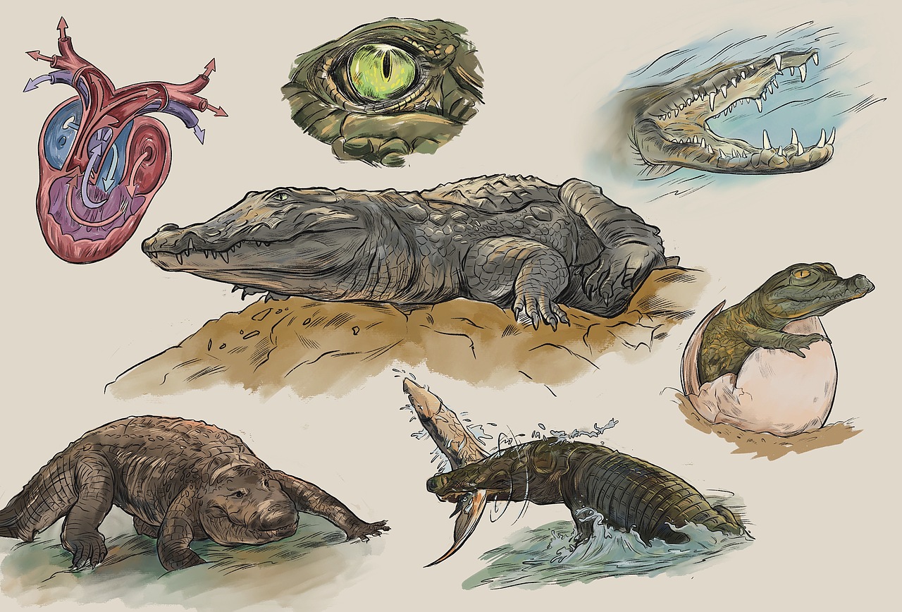 儿童科普插画试稿