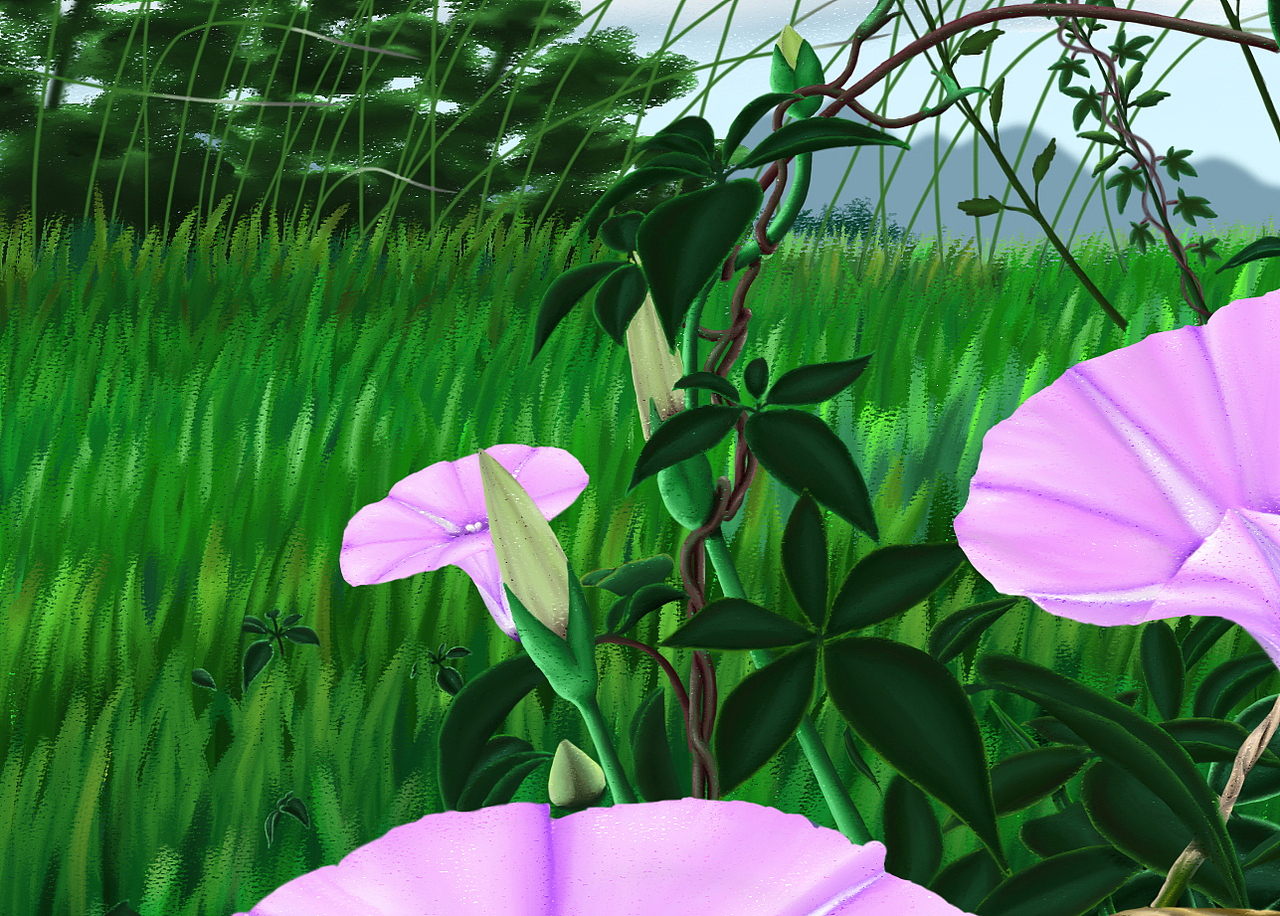 岁月静好——粉色牵牛花