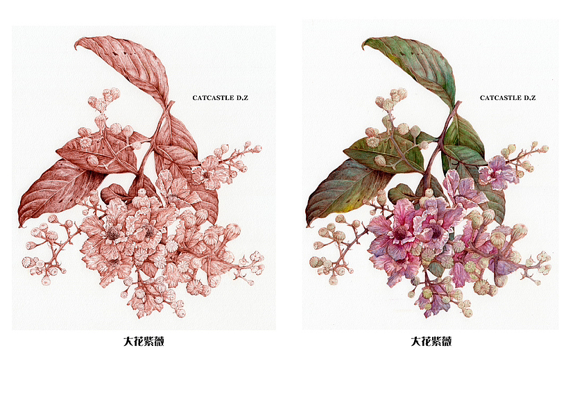 蘸水笔针管笔|大花紫薇