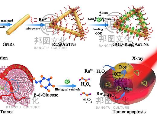 SCI科研制图 邦图文化科研绘图 医学插画 杂志封面